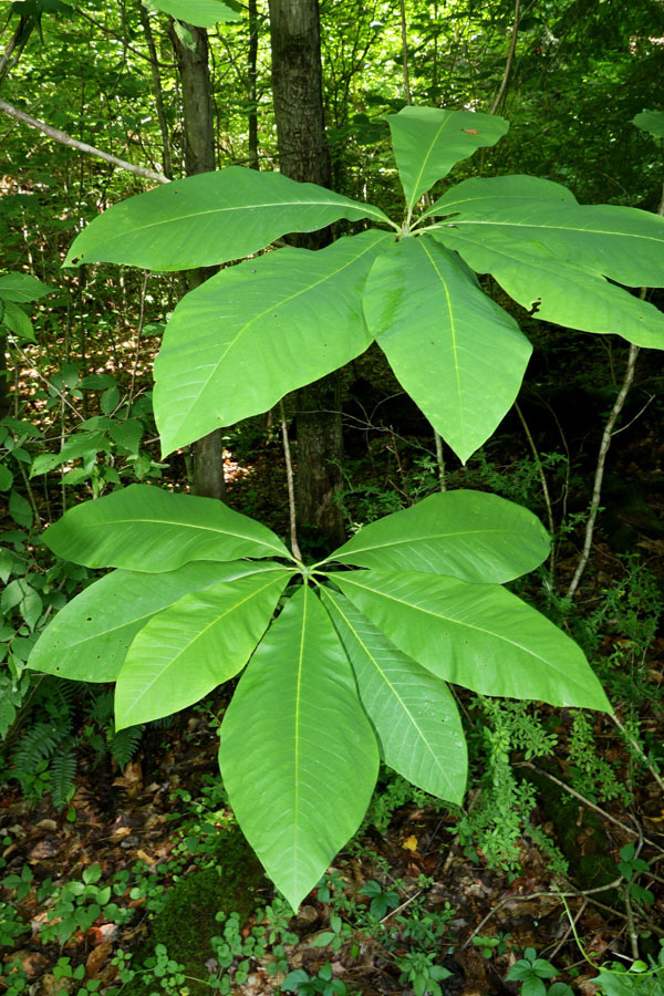 cucumber-magnolia-leaves
