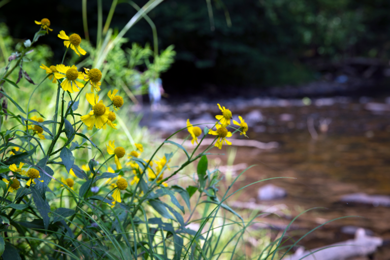 SFP_Plants_Common_Sneezeweed_Helenium-autumnale_IMG_3774