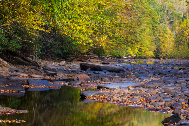 Shavers_Fork_Preserve_IMG_8615_2021.10