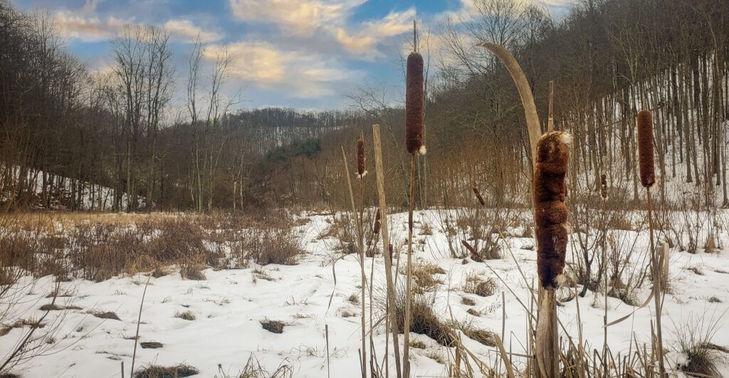 Snowy ground and reeds on a hilly landscape