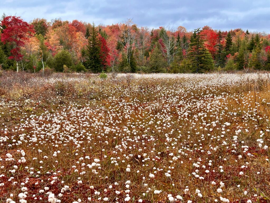 Field of white fluffy flowers in autumn, with a colorful forest of red, orange, and green trees in the background under a cloudy sky